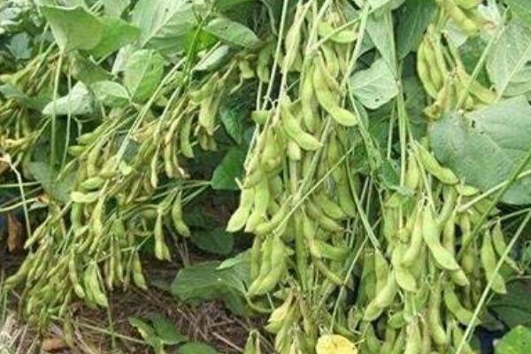 北源20大豆种子介绍,普通大豆品种