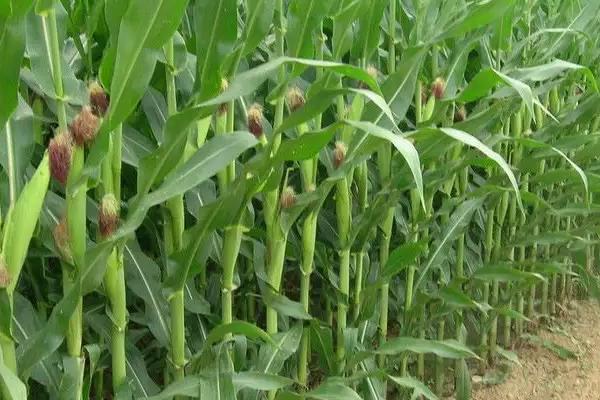 东农2027玉米种子特点,种植密度不宜过大