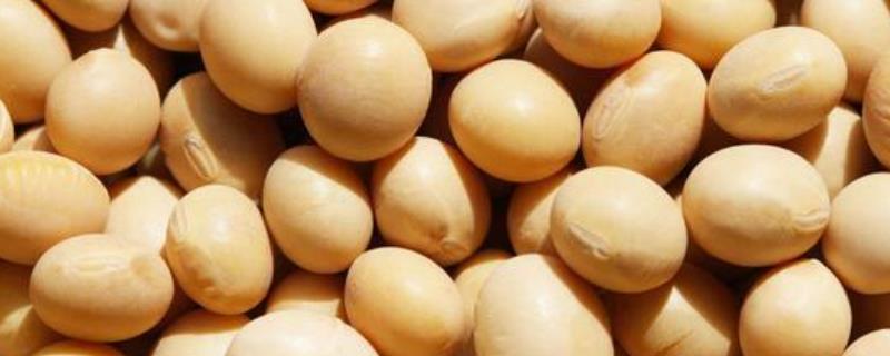 沃豆16大豆种子介绍，普通大豆品种