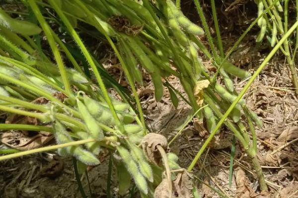 克豆99大豆品种简介，在适应区5月7日左右播种