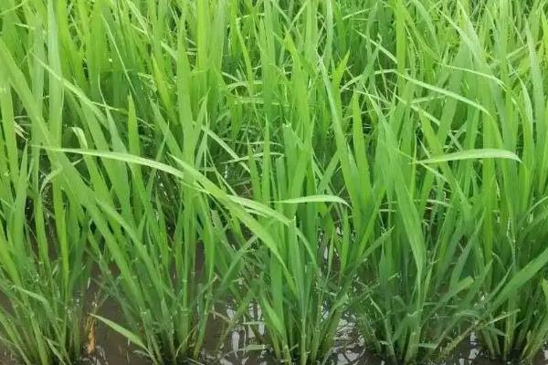 新梅优852水稻种子简介，感温籼型三系杂交水稻品种
