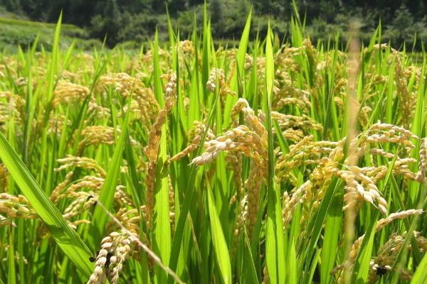 甬优123水稻品种的特性,该品种植株较高