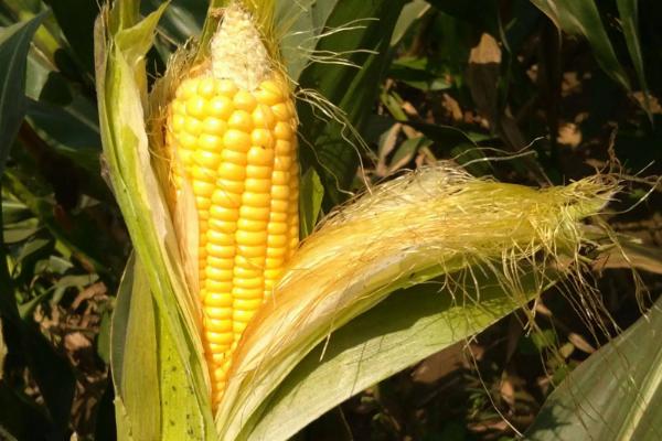 先创1228玉米种子介绍，种植密度不宜过大