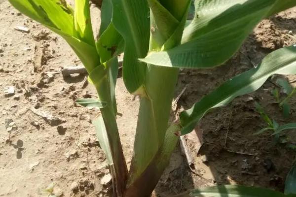 R1852玉米种子特征特性,适宜播种期4月下旬至5月上旬