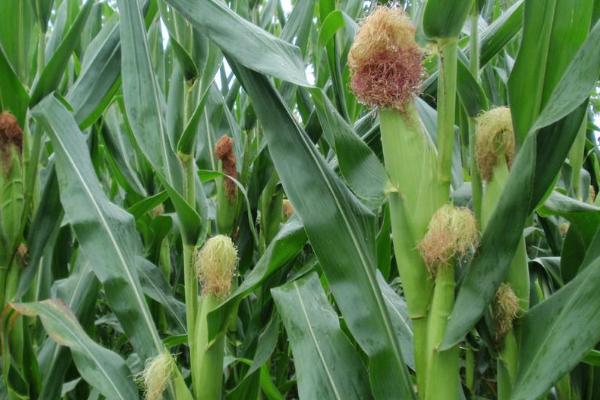 R1852玉米种子特征特性,适宜播种期4月下旬至5月上旬