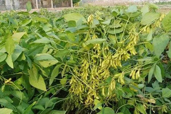 通农61大豆品种的特性,中等肥力地块2万株/亩