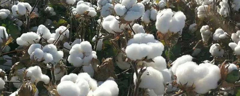 慈杂15号棉花种子特征特性，为高抗和抗
