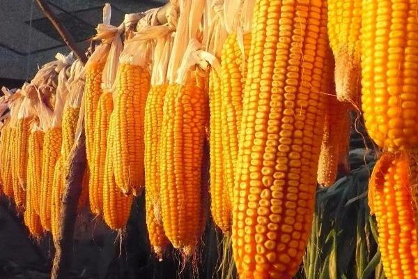 德合6号玉米种子介绍，高抗茎腐病