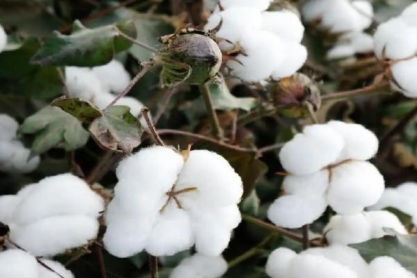 慈杂15号棉花种子特征特性，为高抗和抗