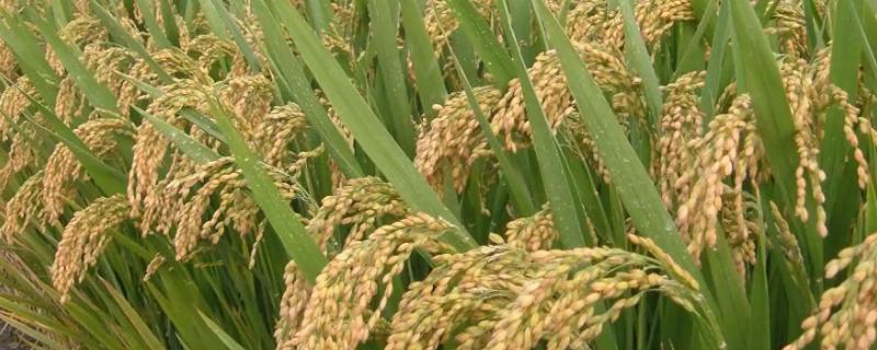 璟泰优002水稻种子特点，感温籼型三系杂交水稻品种