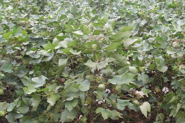 中棉所9B07棉花品种简介，虫害防治
