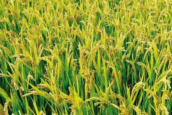 吨两优668水稻种子介绍,一般5月下旬至6月上旬播种