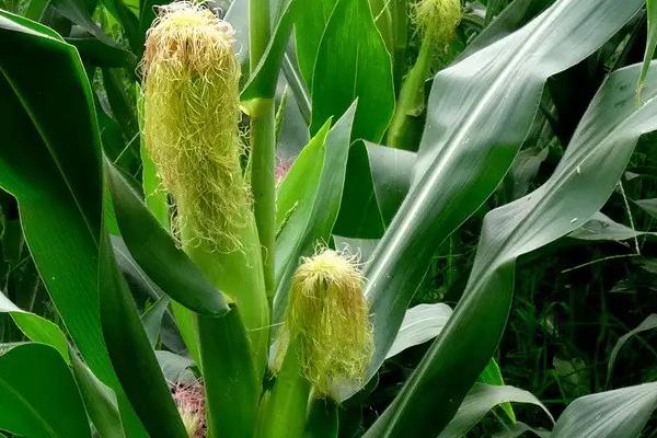 吉明玉1821玉米种子特点,适宜播种期4月下旬至5月上旬