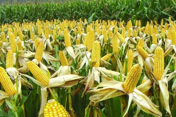 先蜜糯201玉米种子介绍,密度3500株/亩左右