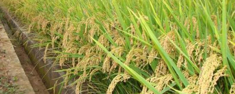 福两优202水稻种子介绍，秧田播种量每亩12.0千克