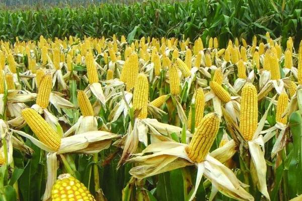 川单A8玉米种子简介,中抗纹枯病