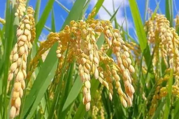 远两优1819水稻种子特征特性,每亩有效穗数16.0万穗