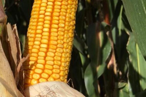 禾丰201玉米种子特征特性,注意防治大斑病和穗腐病