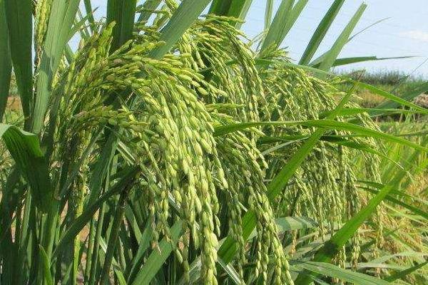 缘两优2103水稻种子特征特性，一般4月下旬至5月下旬播种