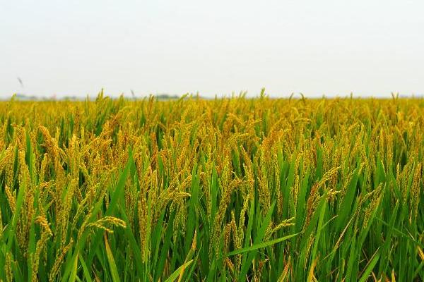 缘两优2103水稻种子特征特性，一般4月下旬至5月下旬播种