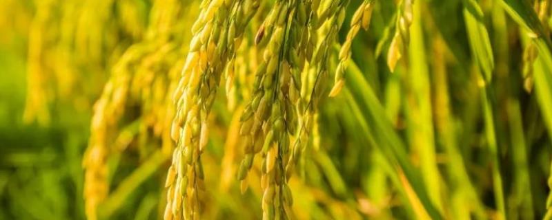 泗稻20号水稻品种的特性，一般5月上旬至5月中旬播种