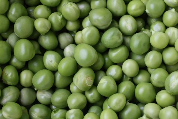 南农193大豆品种的特性,注意防治食叶性害虫