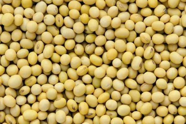 南农193大豆品种的特性,注意防治食叶性害虫