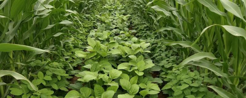 南农193大豆品种的特性，注意防治食叶性害虫