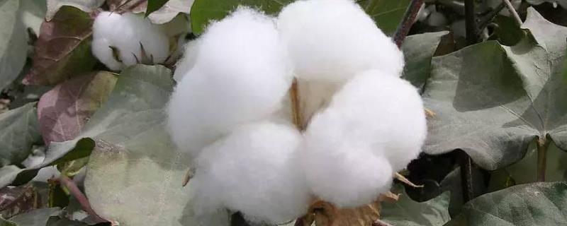 长金17号棉花种子特点，整个生育期长势较稳.整齐度好