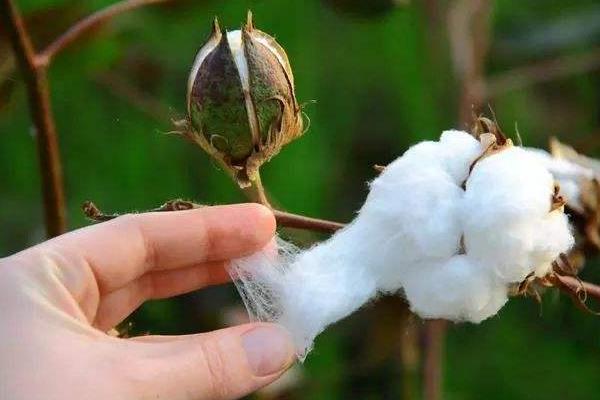 长金17号棉花种子特点,整个生育期长势较稳.整齐度好