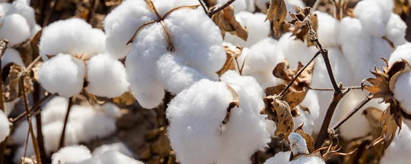 石研2号棉花品种的特性，病虫害防治坚持预防为主