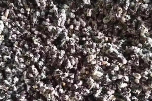 长金17号棉花种子特点,整个生育期长势较稳.整齐度好