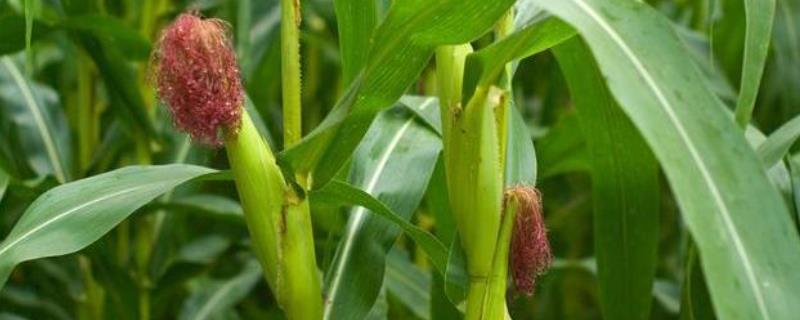 种芯291玉米种子特征特性，适宜播种期2月中旬至4月下旬
